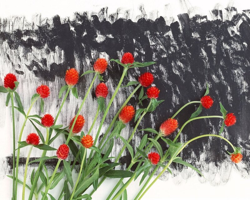 Red Globe Amaranth Flowers — Calm