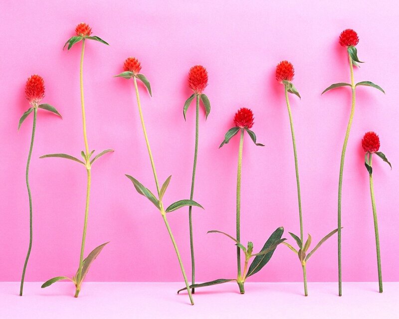 Red Globe Amaranth Flowers — Pink, Calm