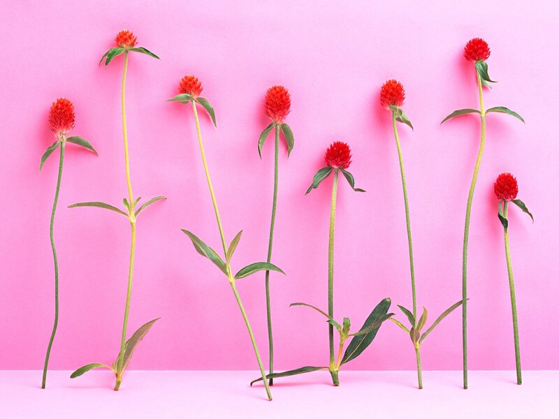 Red Globe Amaranth Flowers — Pink
