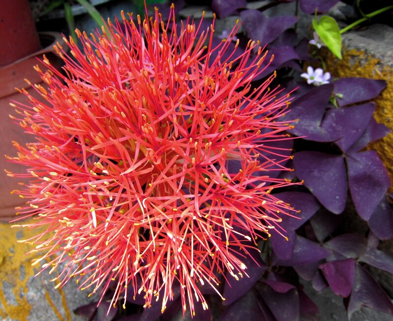 Red Globe Flower
