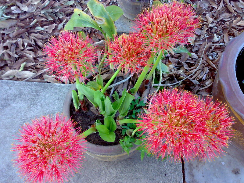 Red Globe Flowers
