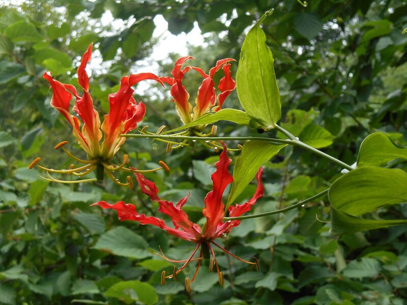 Red Gloriosa Lilies