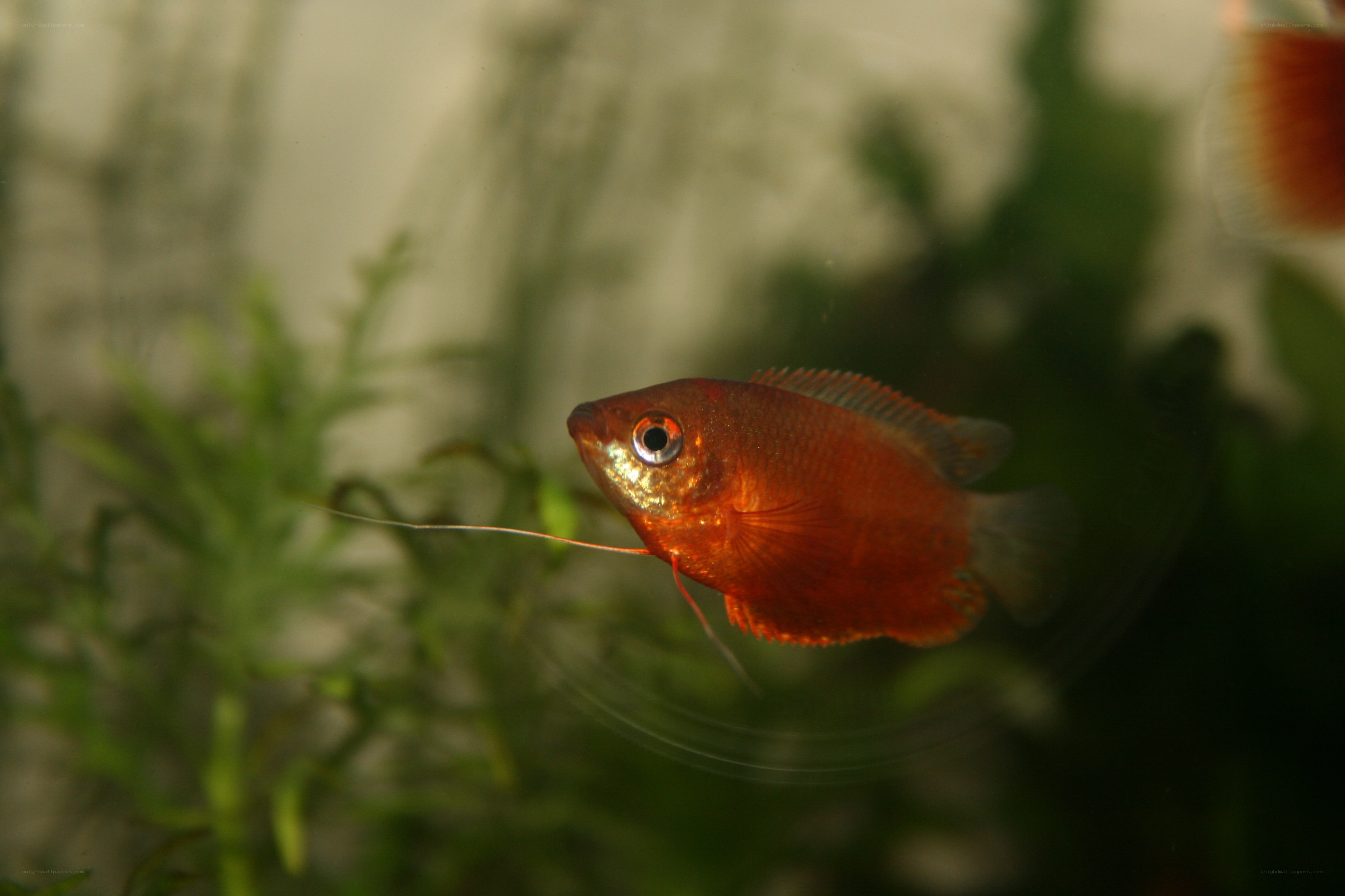 Red gourami fish in aquarium