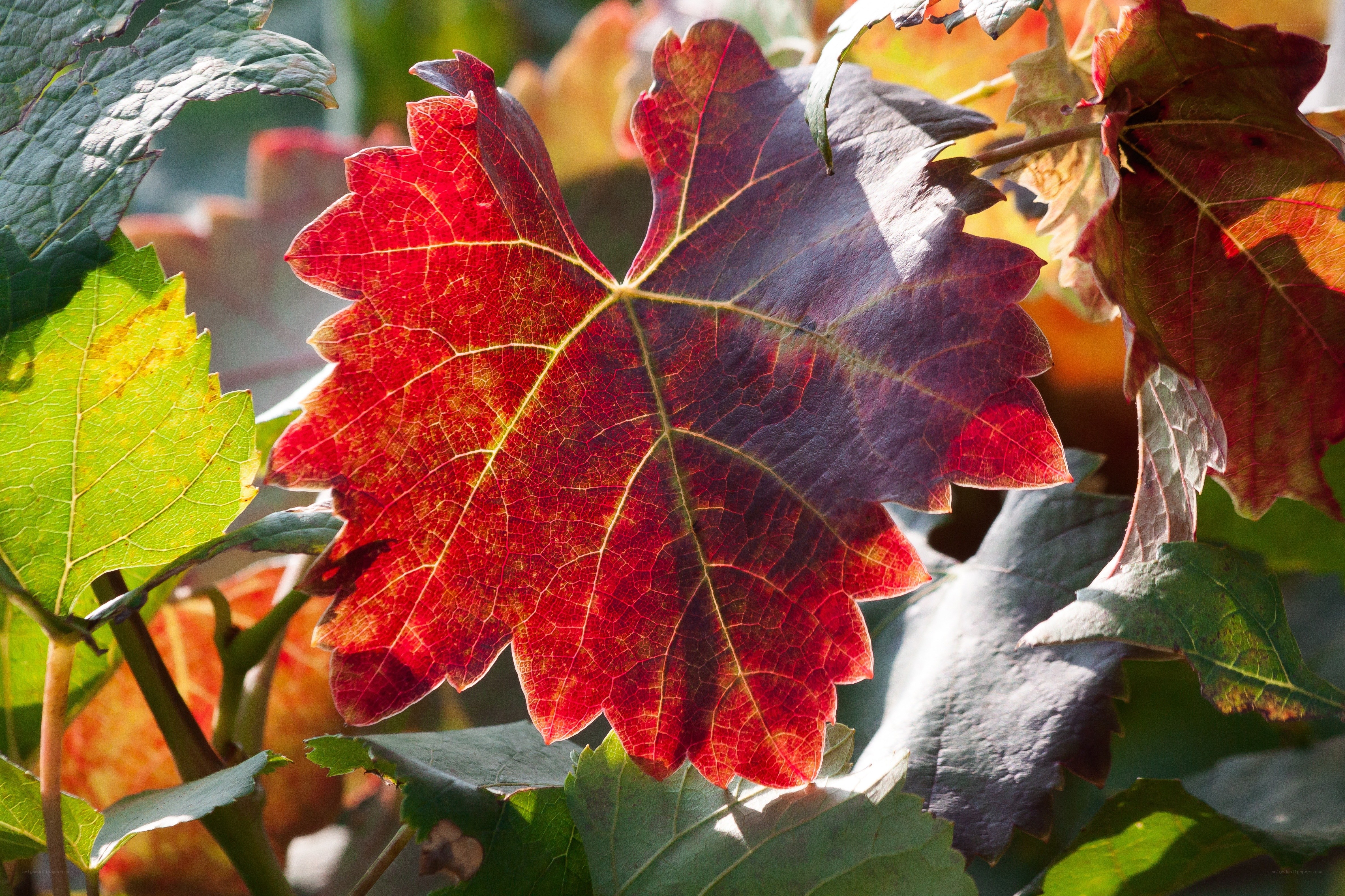 Red grape leaf in sunlight