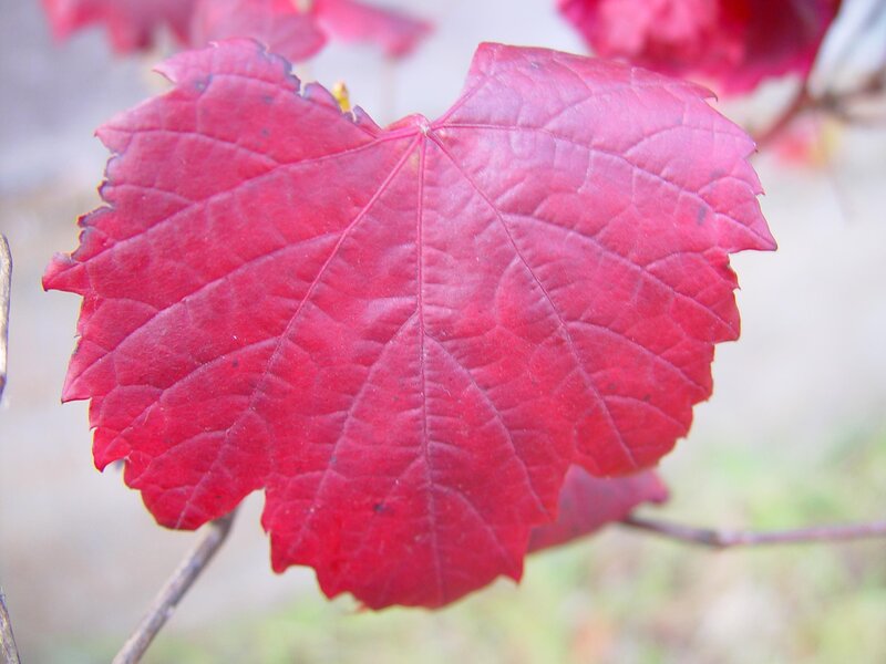 Red Grape Leaf