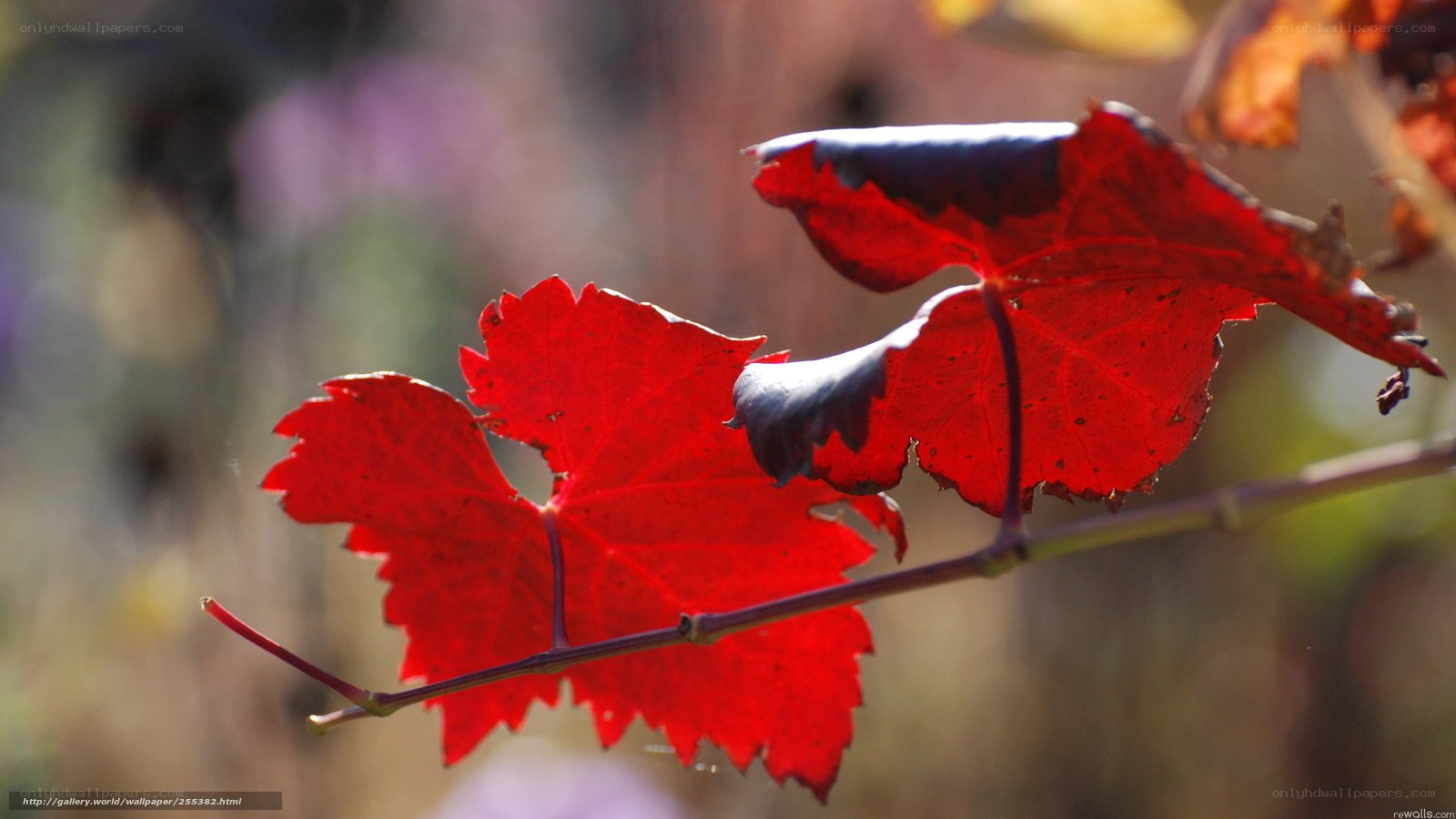 Red grape leaves in autumn