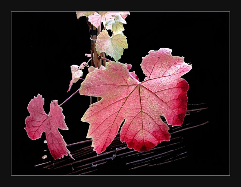 Red Grape Leaves