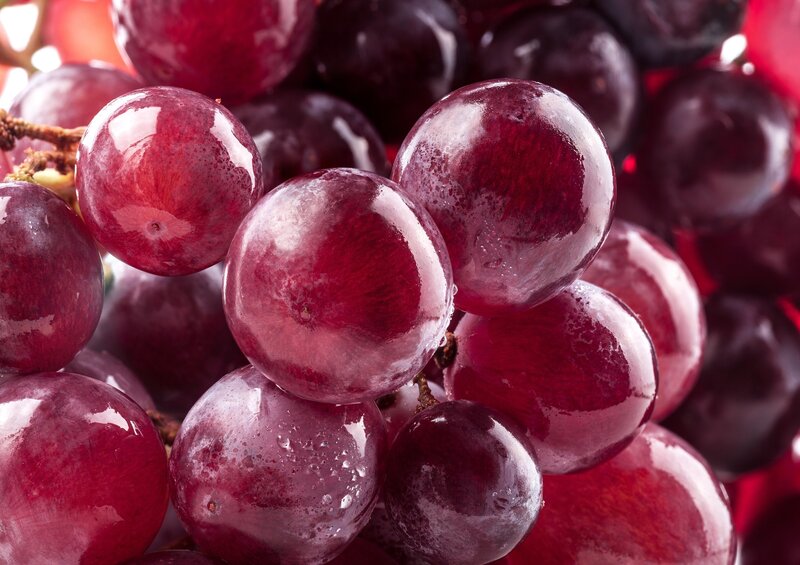 Red Grapes on a Vine — Fresh
