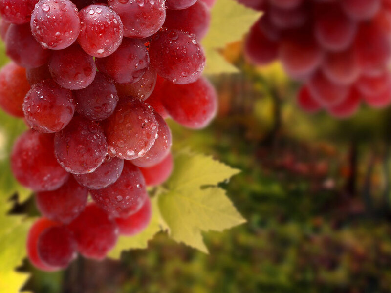 Red Grapes on Vine — Fresh