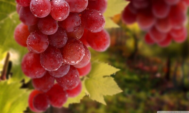 Red Grapes on Vine — Natural, Autumn