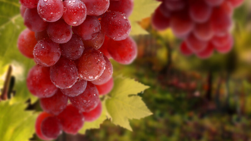 Red Grapes on Vine — Natural