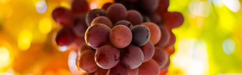 Red Grapes on Vine — Purple