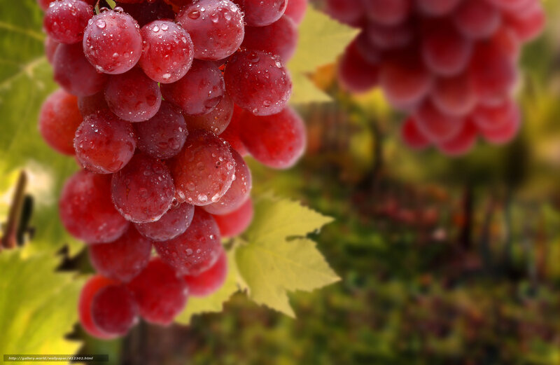 Red grapes with water droplets