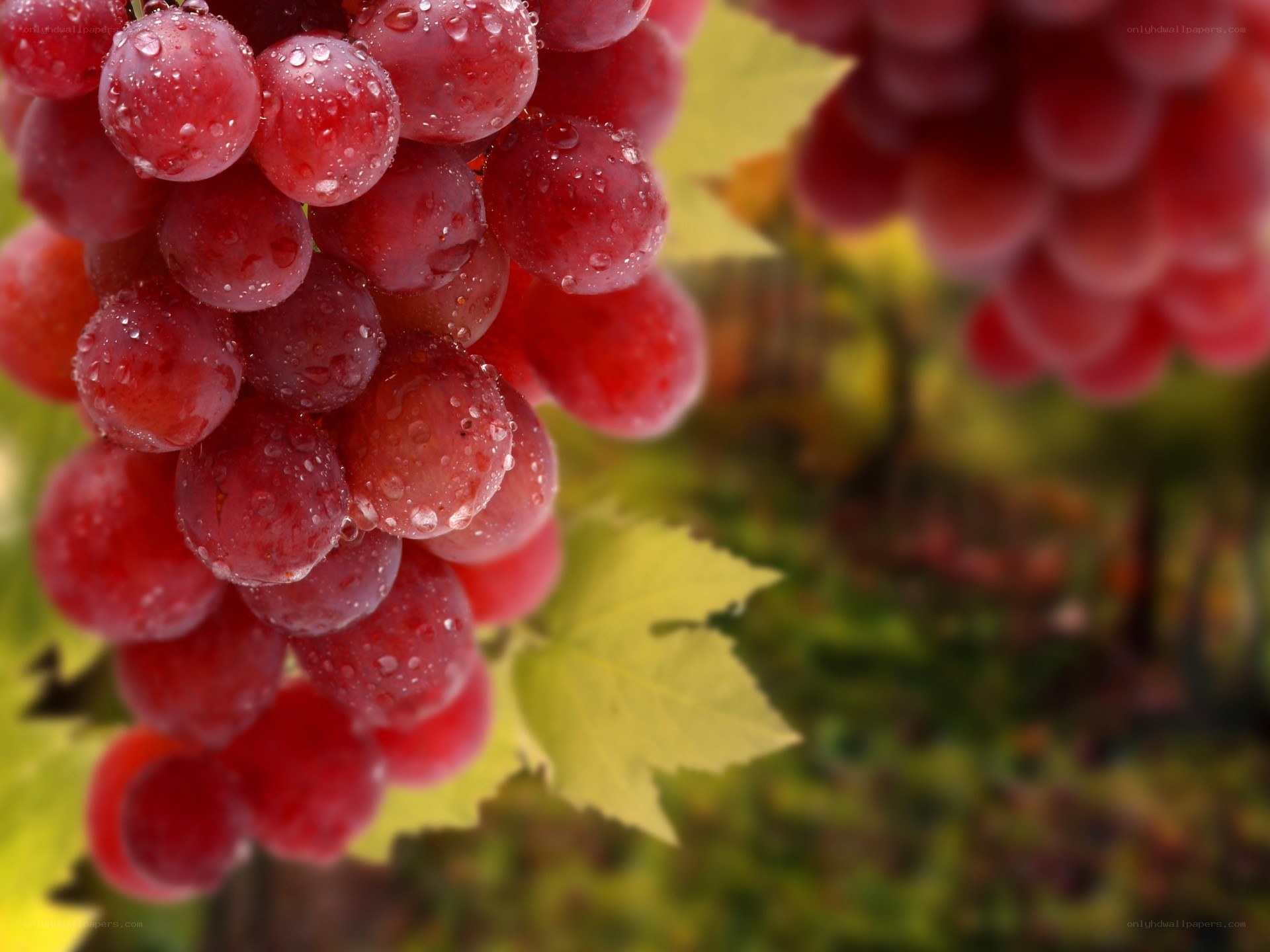 Red grapes with water droplets