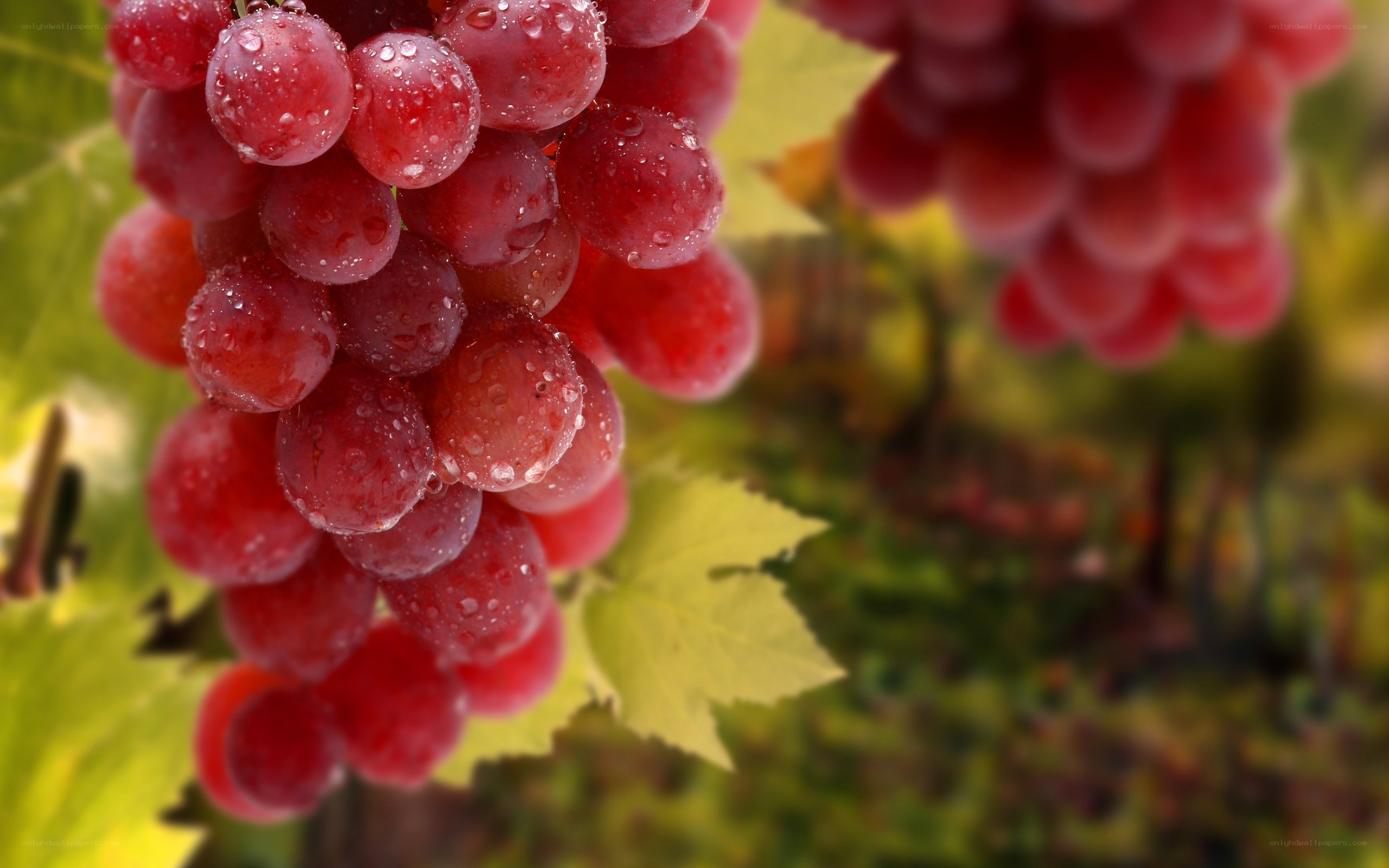 Red grapes with water droplets