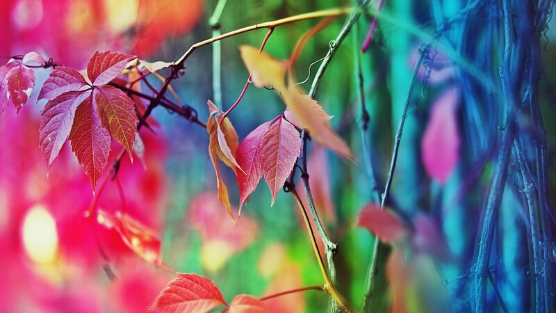 Red Grapevine Leaves