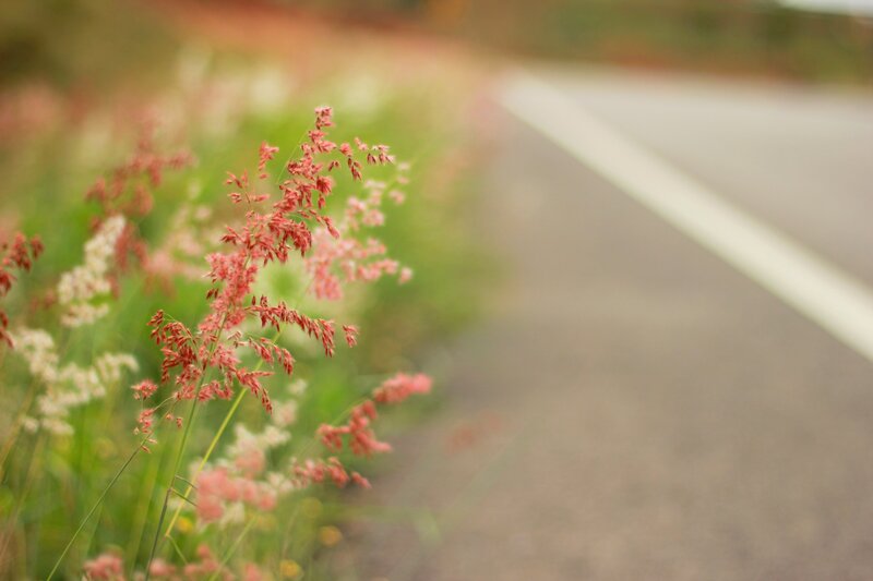 Red Grass by Road