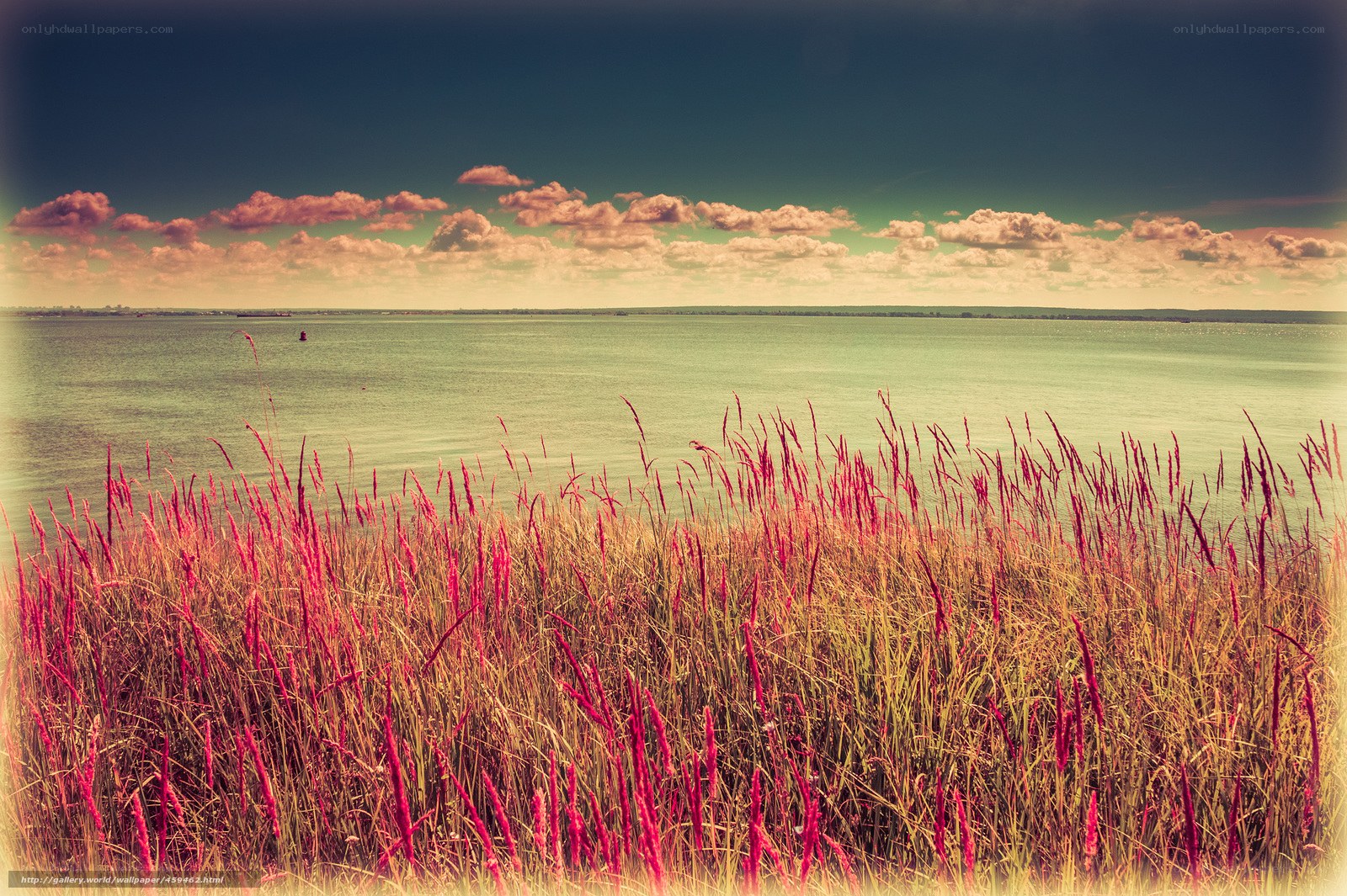 Red grass by the water