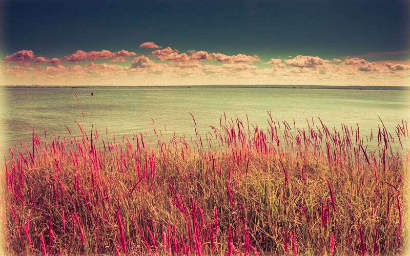 Red Grass by Water