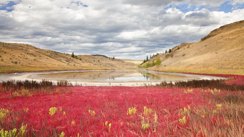 Red grass field with pond