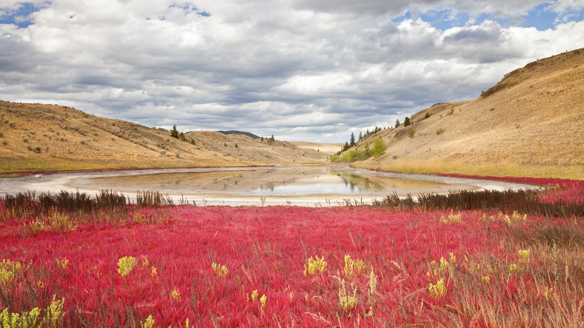 Red grass field with pond