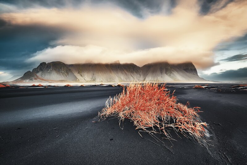 Red Grass on Black Sand