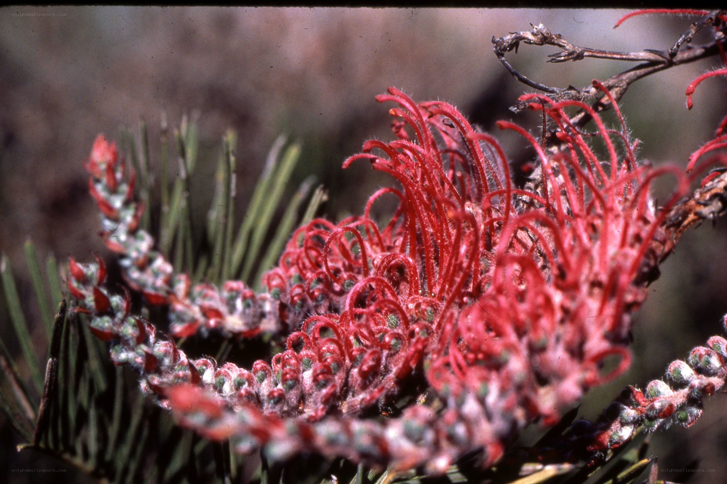 red grevillea flower close-up