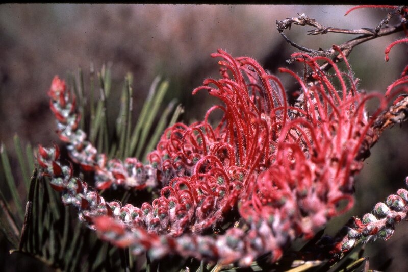 Red Grevillea Flower — Natural, Photograph