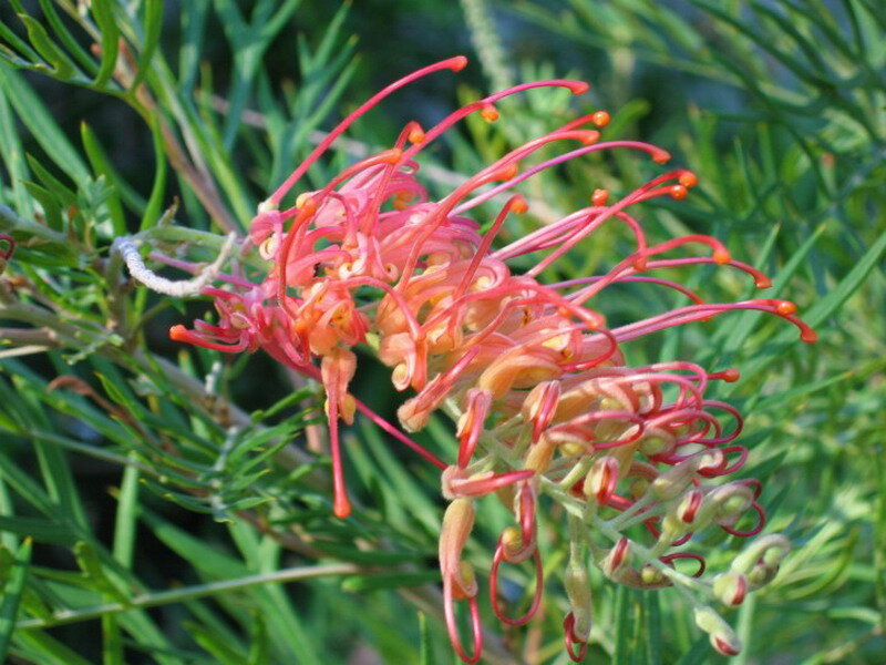Red Grevillea Flower — Natural