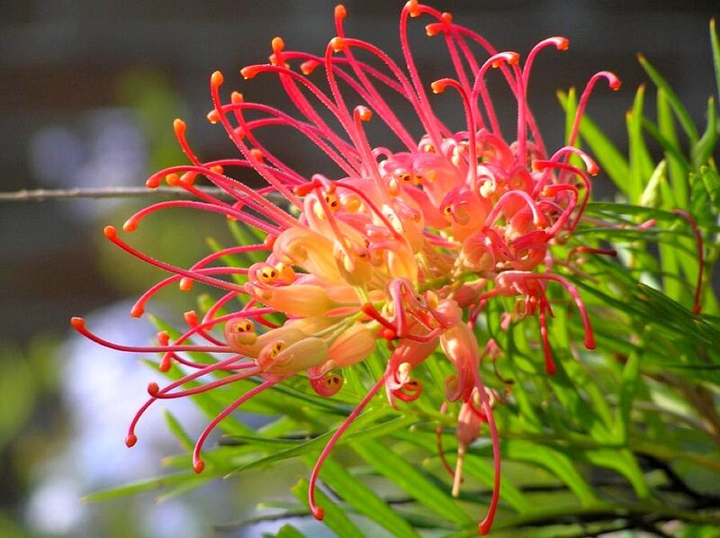 Red Grevillea flower