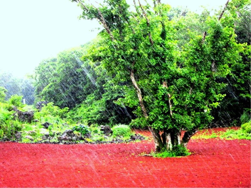 Red Ground with Tree