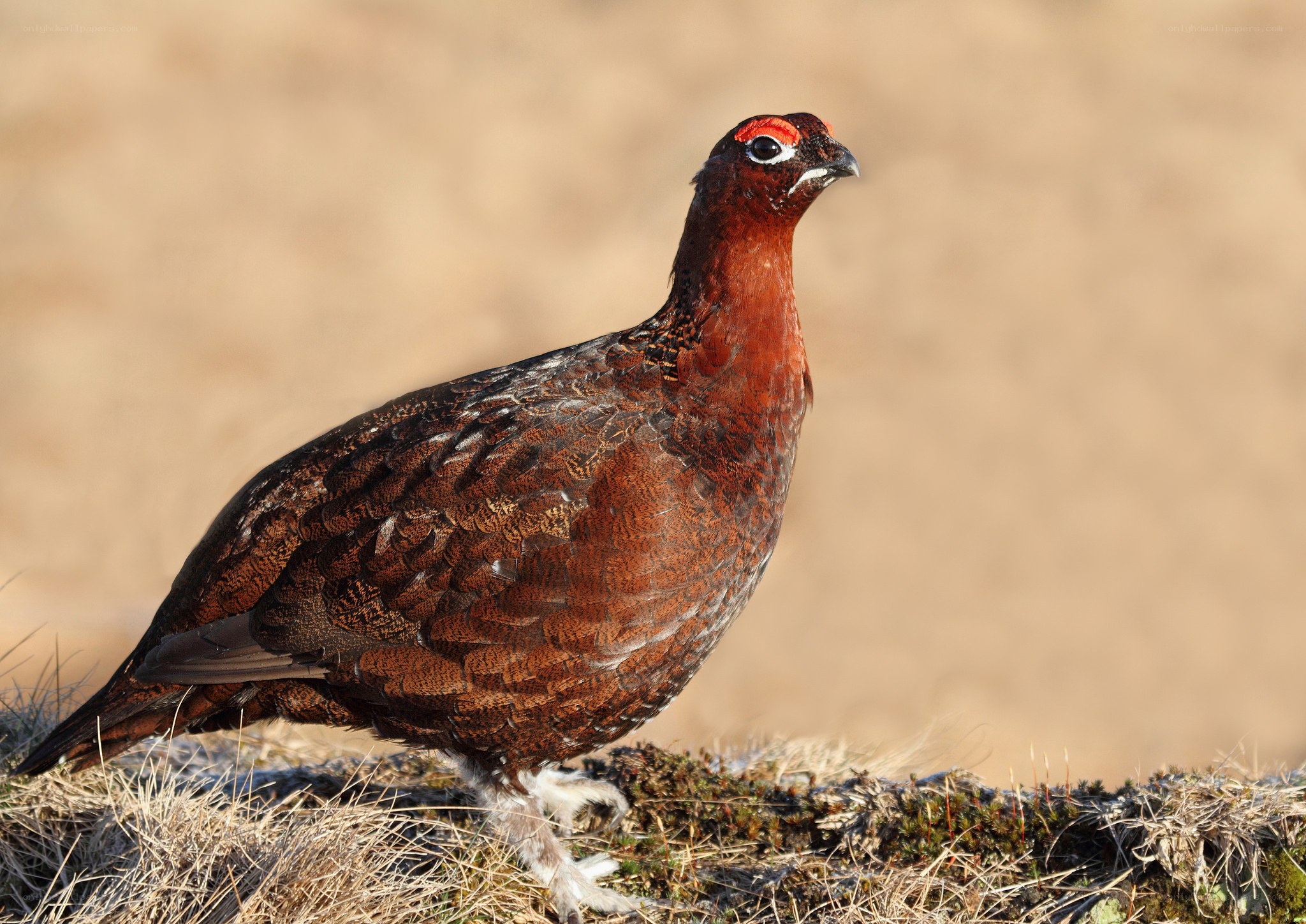 Red grouse in natural habitat