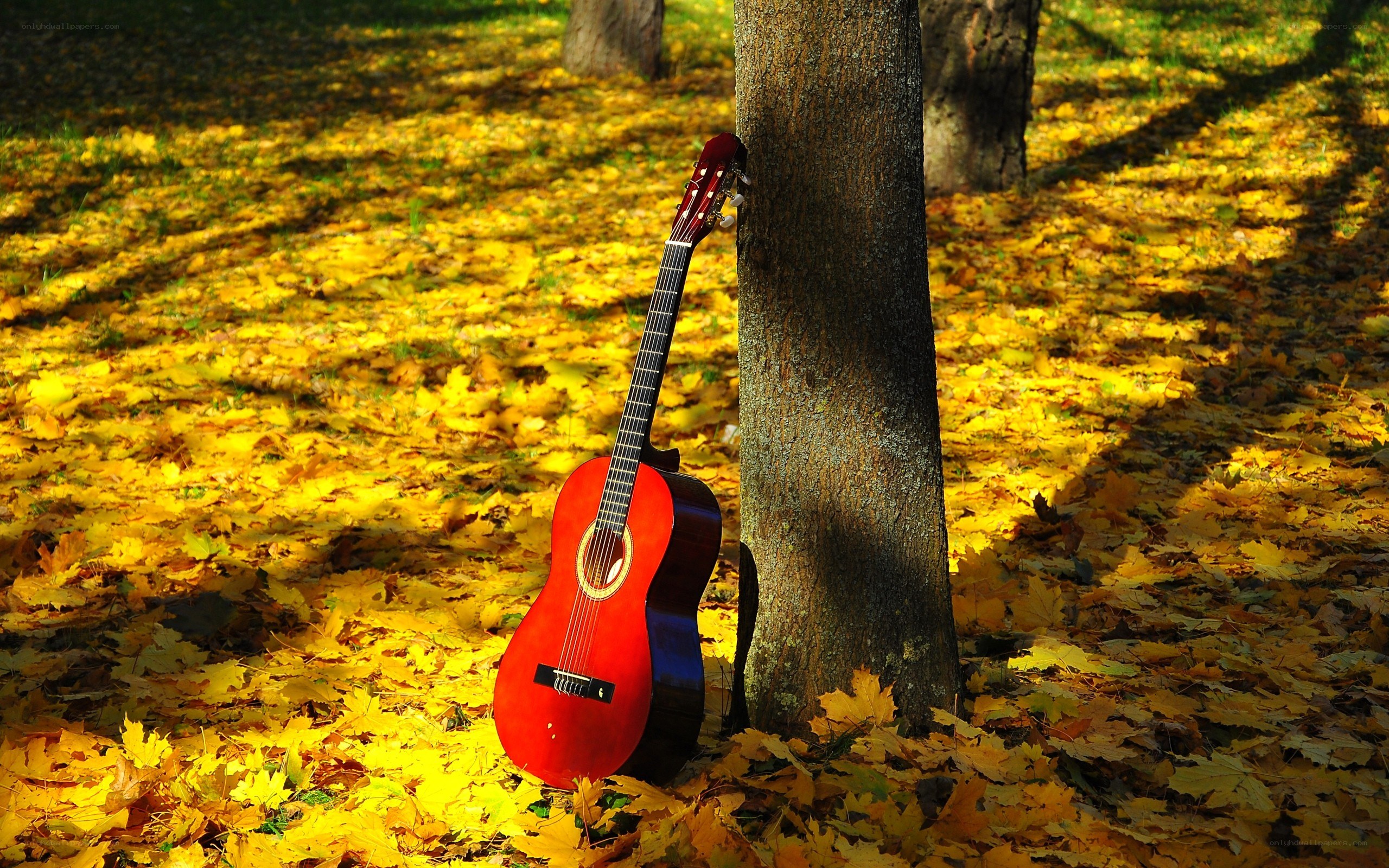 Red guitar in autumn leaves
