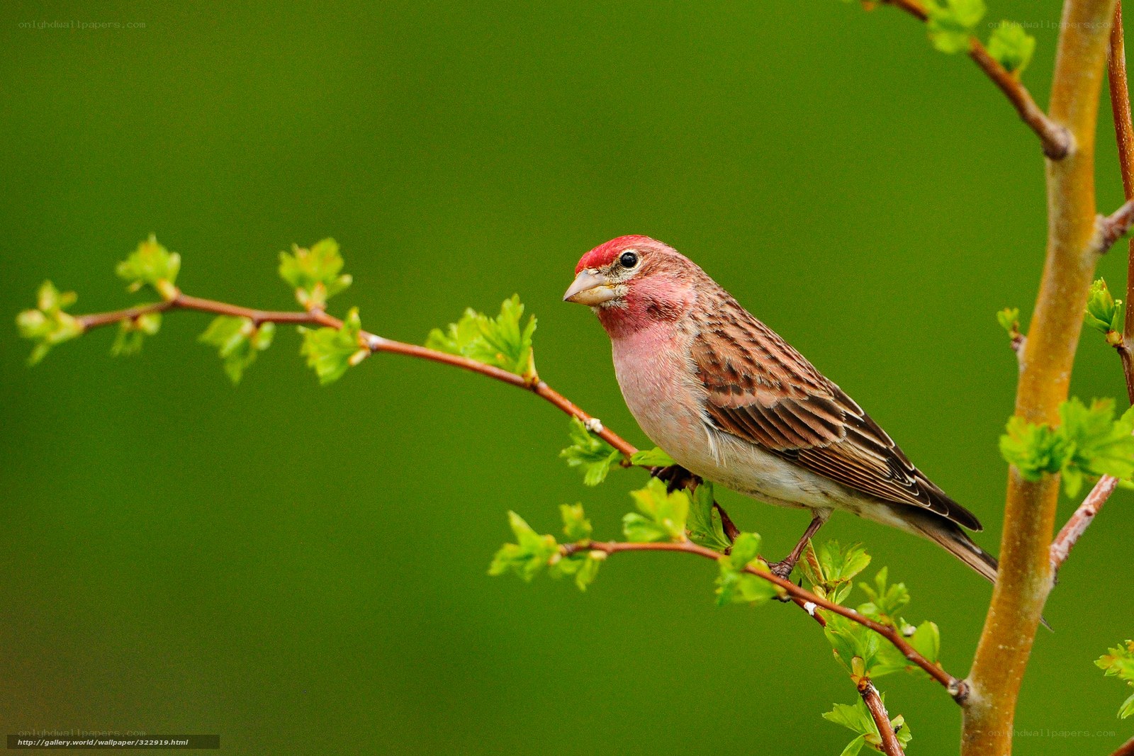 Red-headed bird on a branch