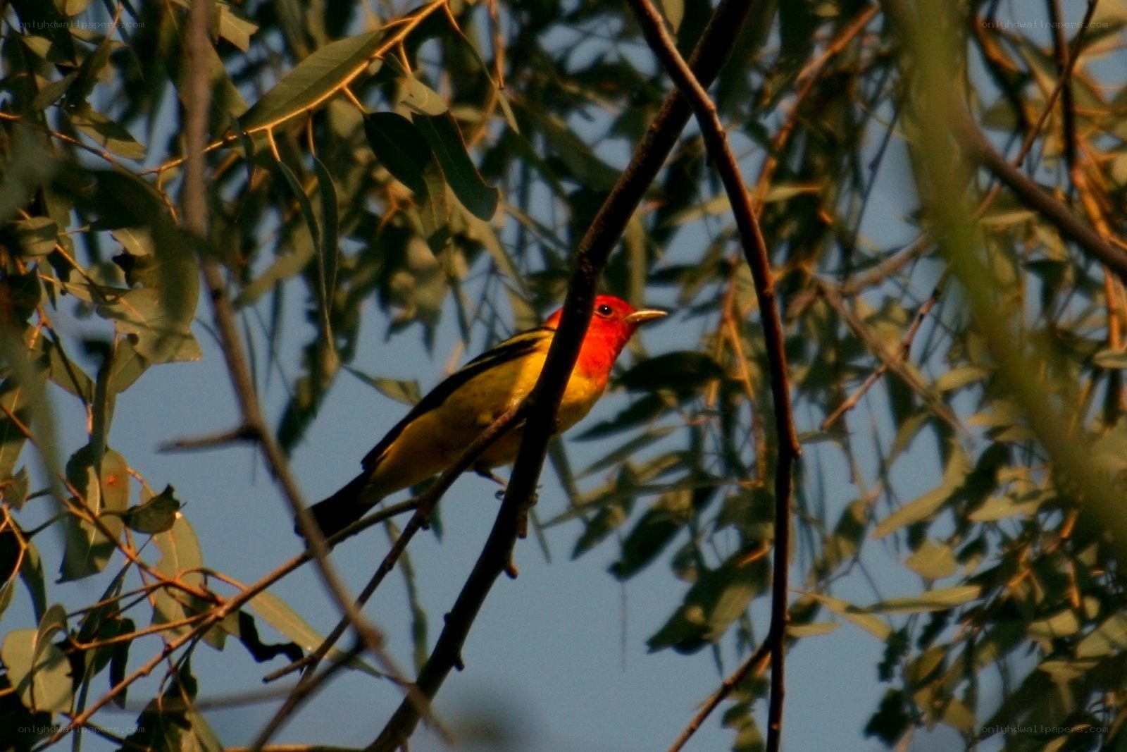 Red-headed bird on a branch