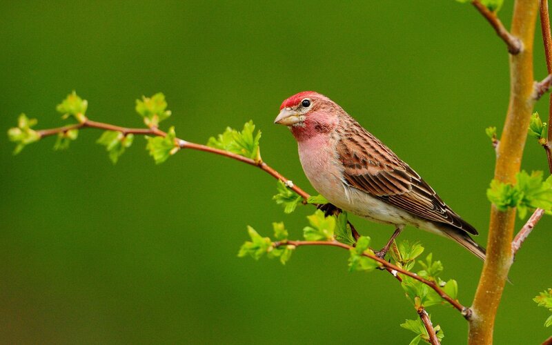 Red-headed bird on a branch