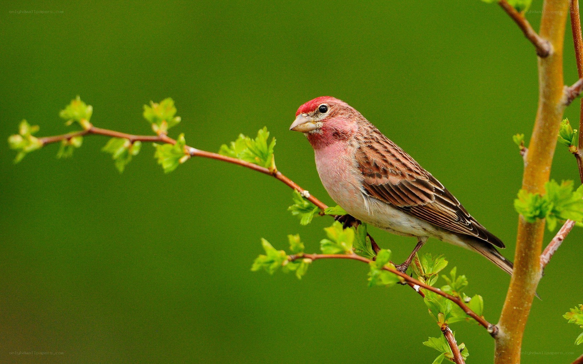 Red-headed bird on a branch