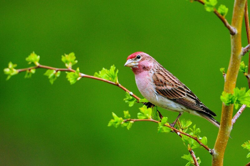 Red-headed bird on a branch