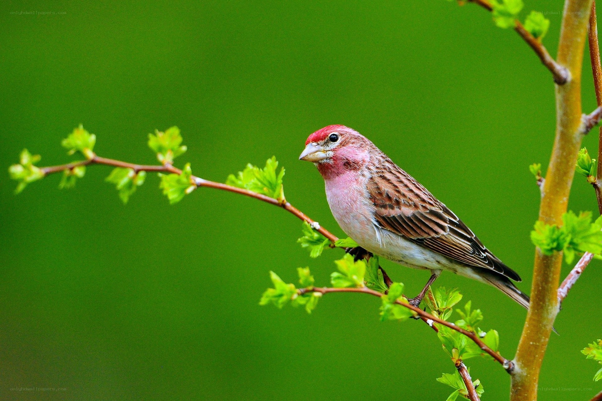 Red-headed bird on a branch