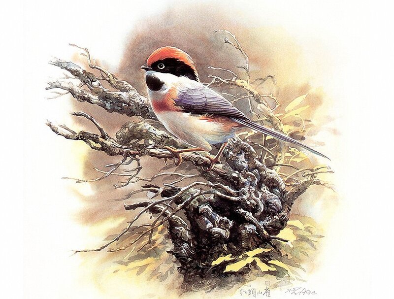 Red-headed Bird on Branch — Brown