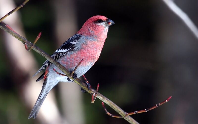 Red-headed Bird on Branch — Calm