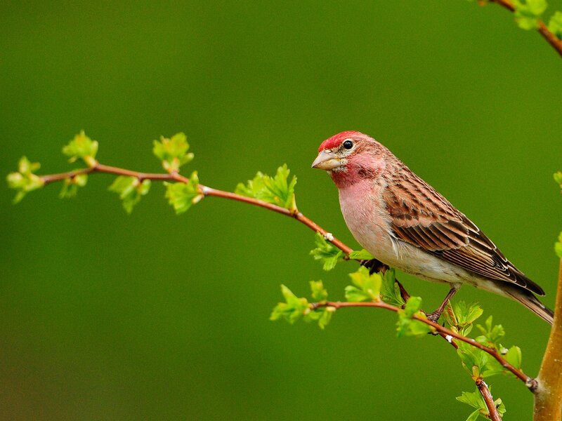 Red-headed Bird on Branch — Green, Calm