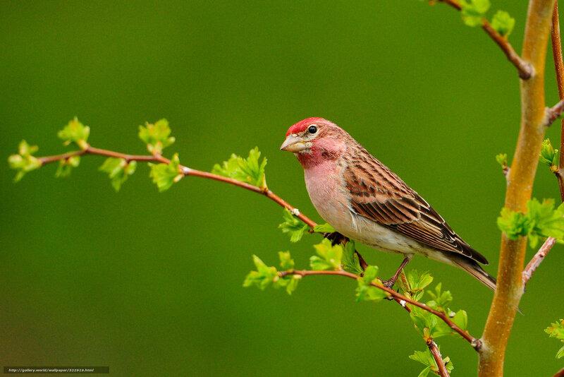 Red-headed Bird on Branch — Green, Serene