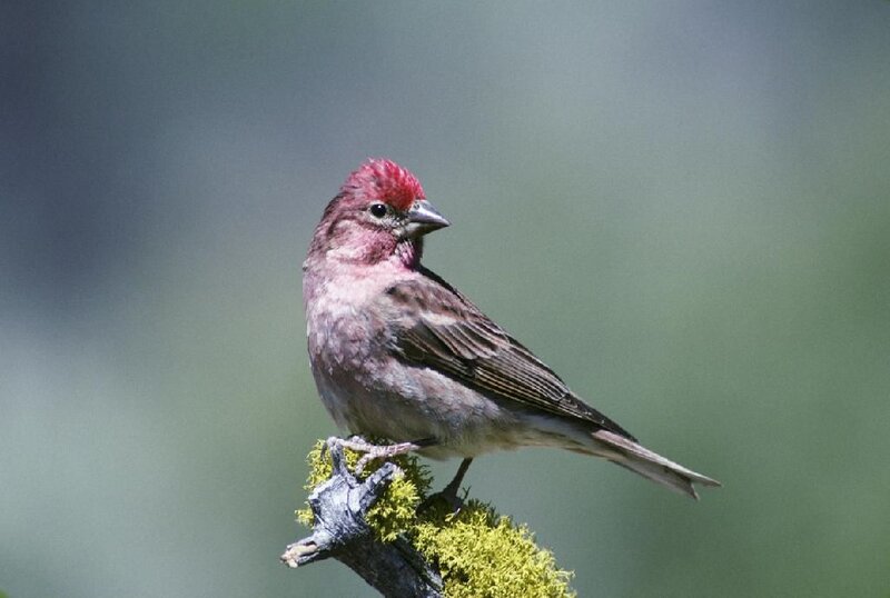 Red-headed Bird on Branch — Green