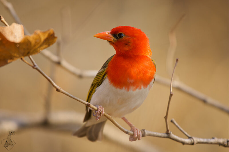 Red-headed Bird on Branch — Orange