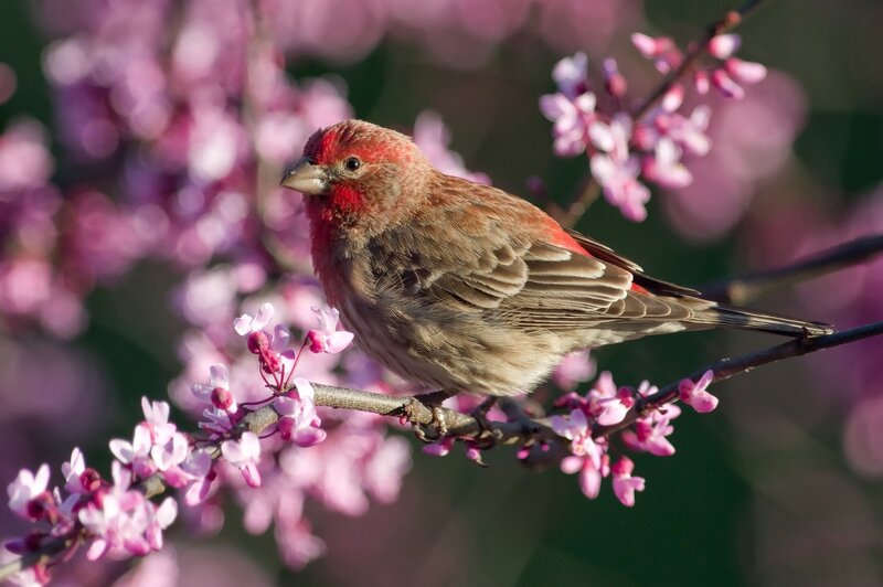 Red-headed Bird on Branch — Pink