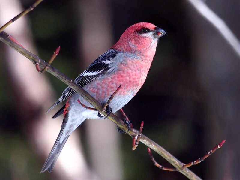 Red-headed Bird on Branch — Red, Calm, Spring, Photograph, Bud