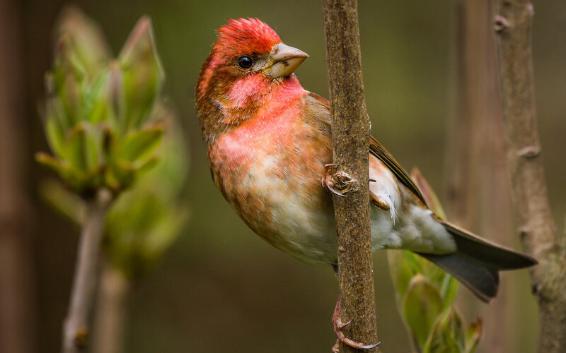 Red-headed Bird on Branch — Red, Calm, Spring, Photograph