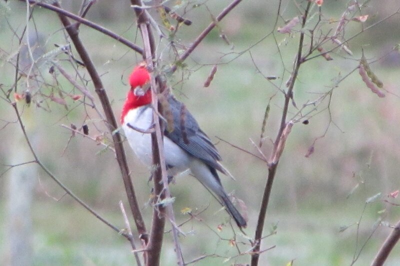 Red-headed Bird on Branch — Red, Natural, Photograph