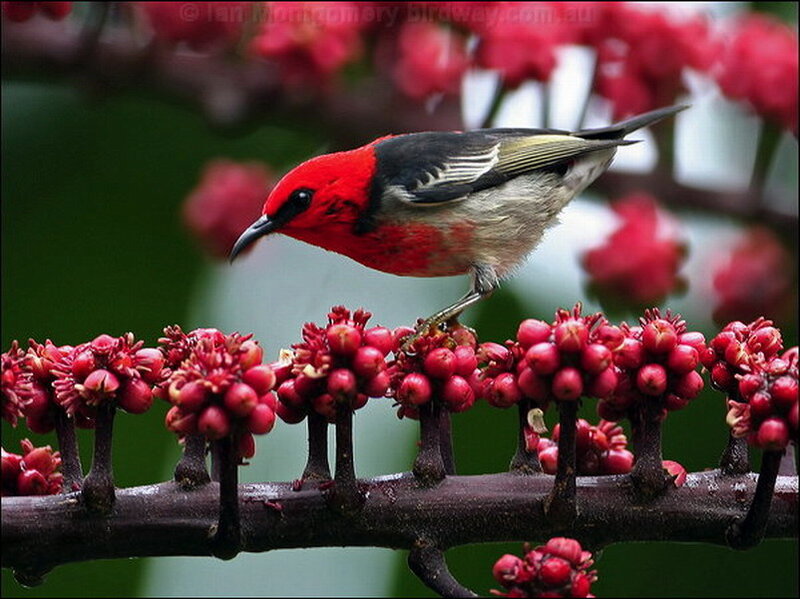 Red-headed Bird on Branch — Red, Natural